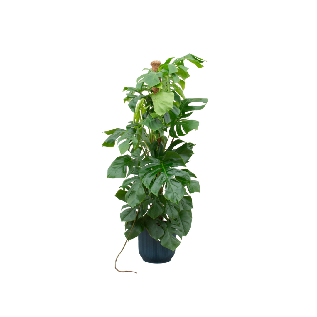 Combi deal - Monstera Pertusum XL iclusief elho Vibes Fold Round blauw Ø30 - 150 cm