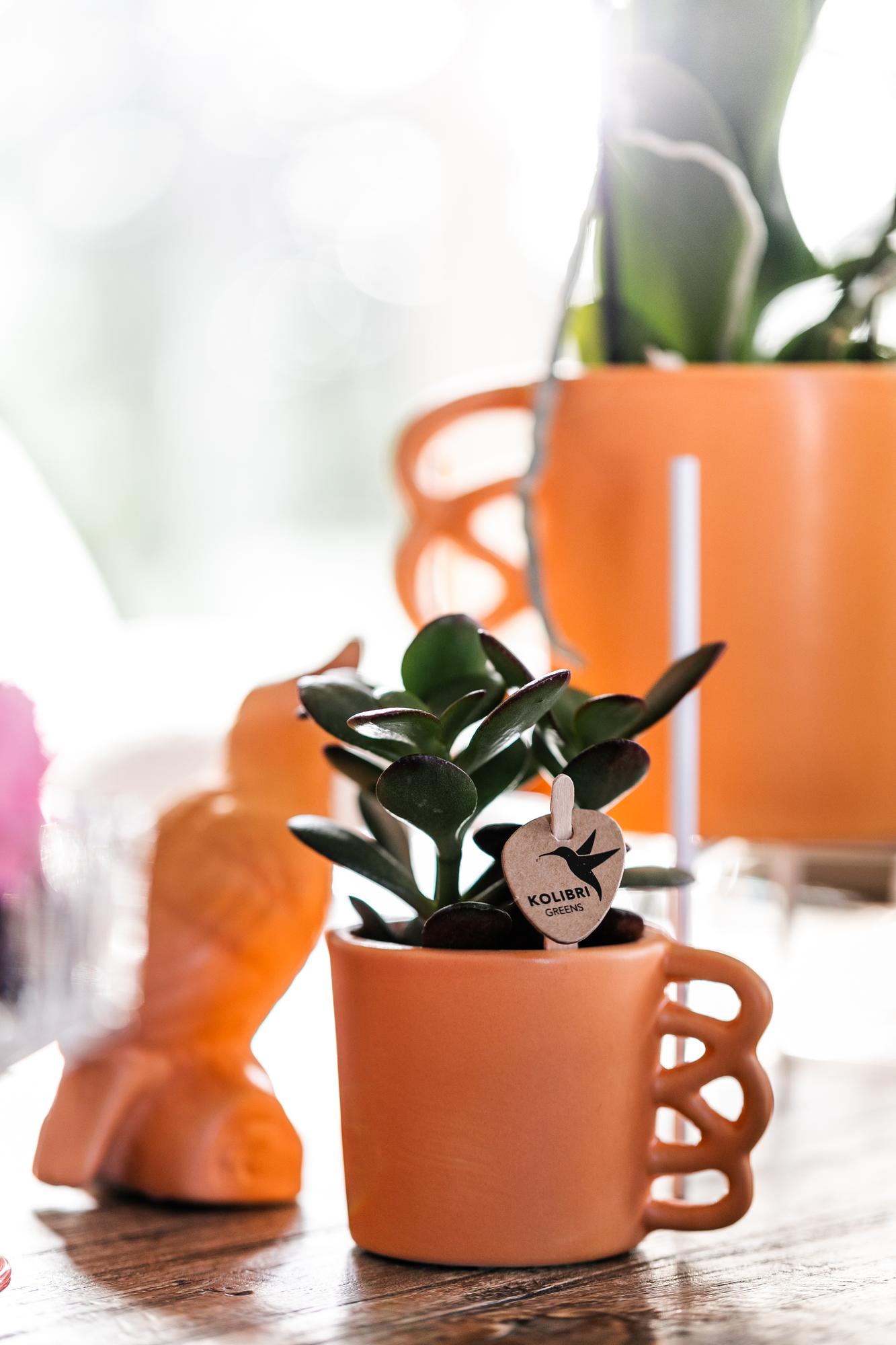 Kolibri Greens – Groene plant - Succulent Crassula Ovata - gröne kamerplant - vers van de kweker - Ø6cm
