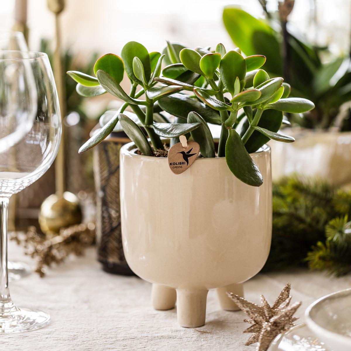 Kolibri Greens – Groene plant - Succulent Crassula Ovata - gröne kamerplant - vers van de kweker - Ø9cm