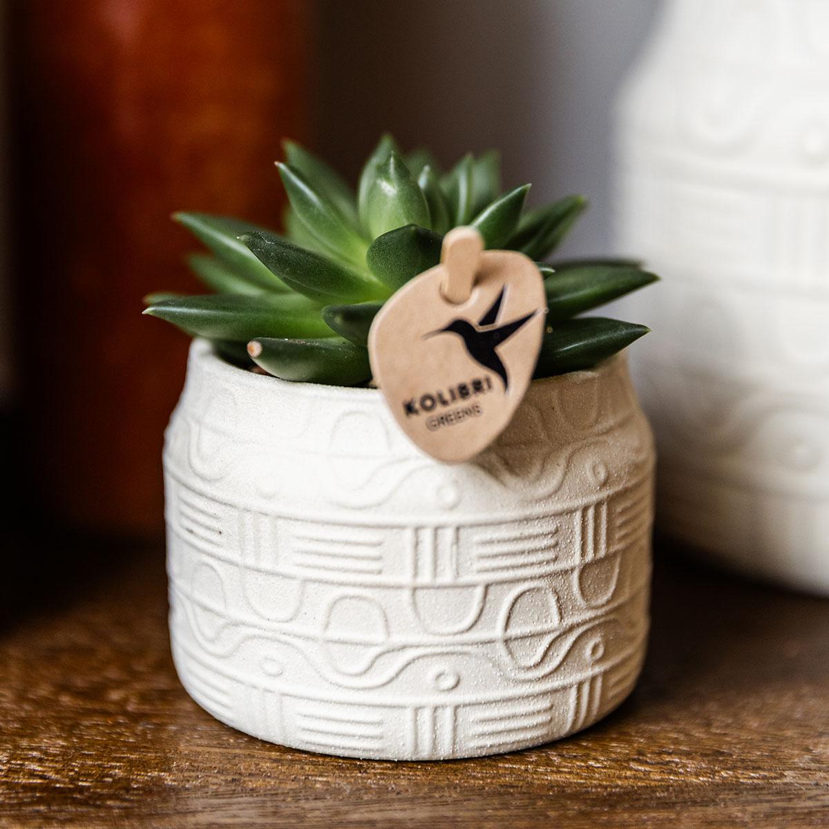 Kolibri Greens – Groene plant - Succulent Echeveria Miranda - gröne kamerplant - vers van de kweker - Ø9cm