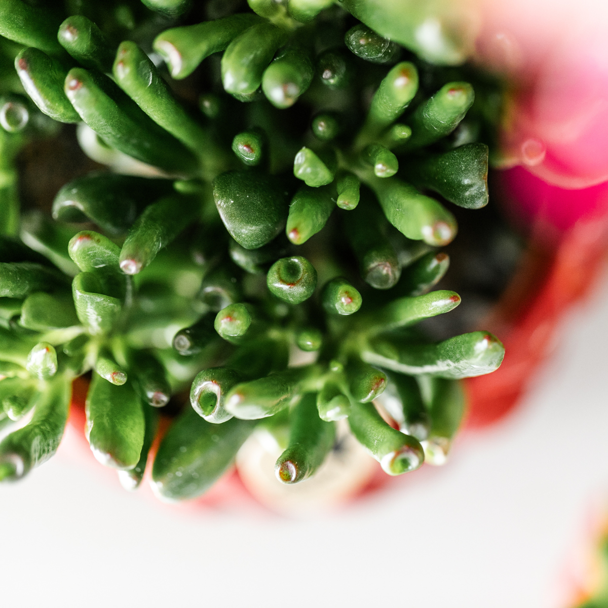 Kolibri Greens – set van 4 succulenten - gröne planten - krukstorlek Ø9cm