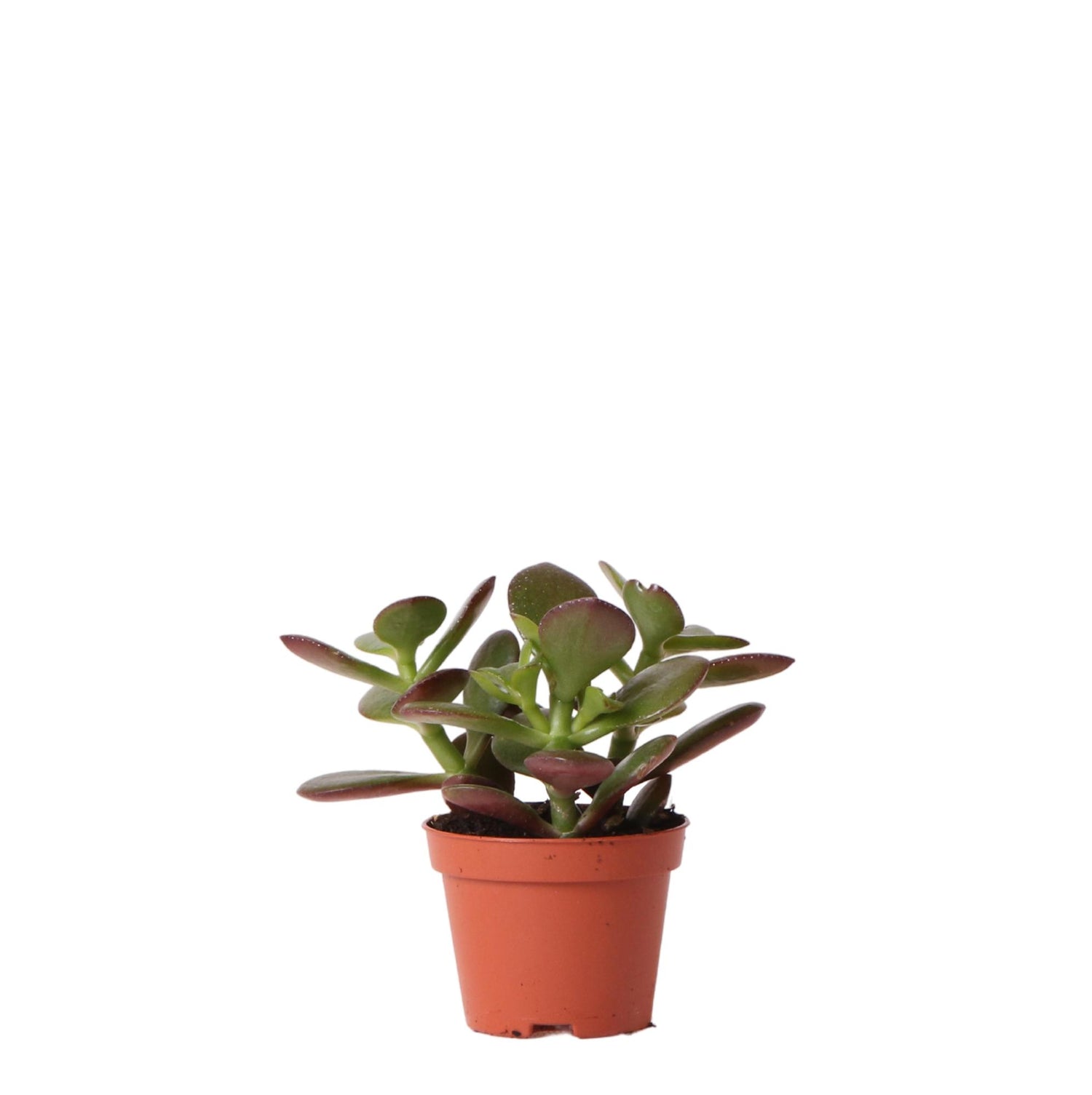 Kolibri Greens – Groene plant - Succulent Crassula Ovata - gröne kamerplant - vers van de kweker - Ø6cm