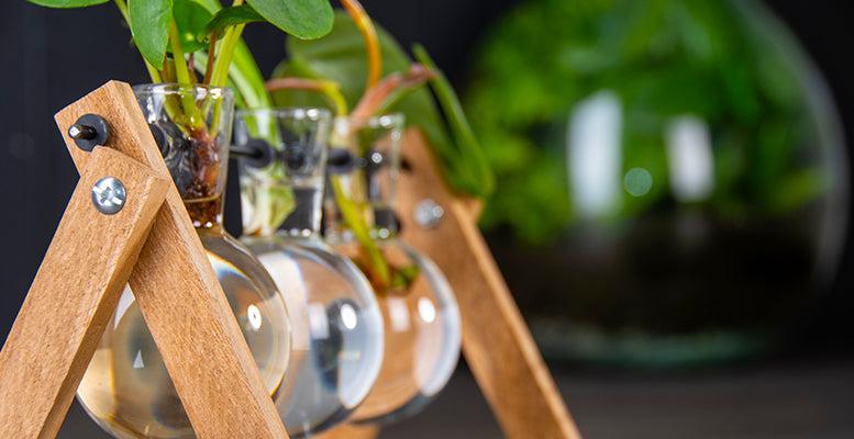 Cuttig Stand - 3 glass vases - Hydroponic vase for cuttigs - Wooden - Cultivation station