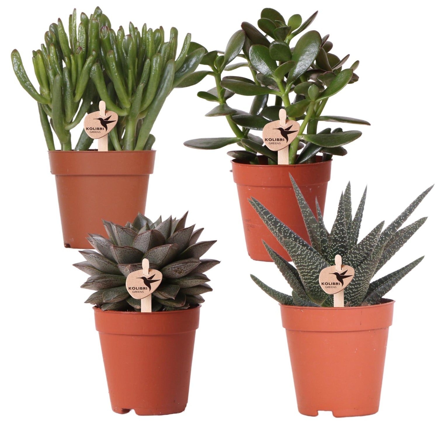 Kolibri Greens – set van 4 succulenten - gröne planten - krukstorlek Ø9cm
