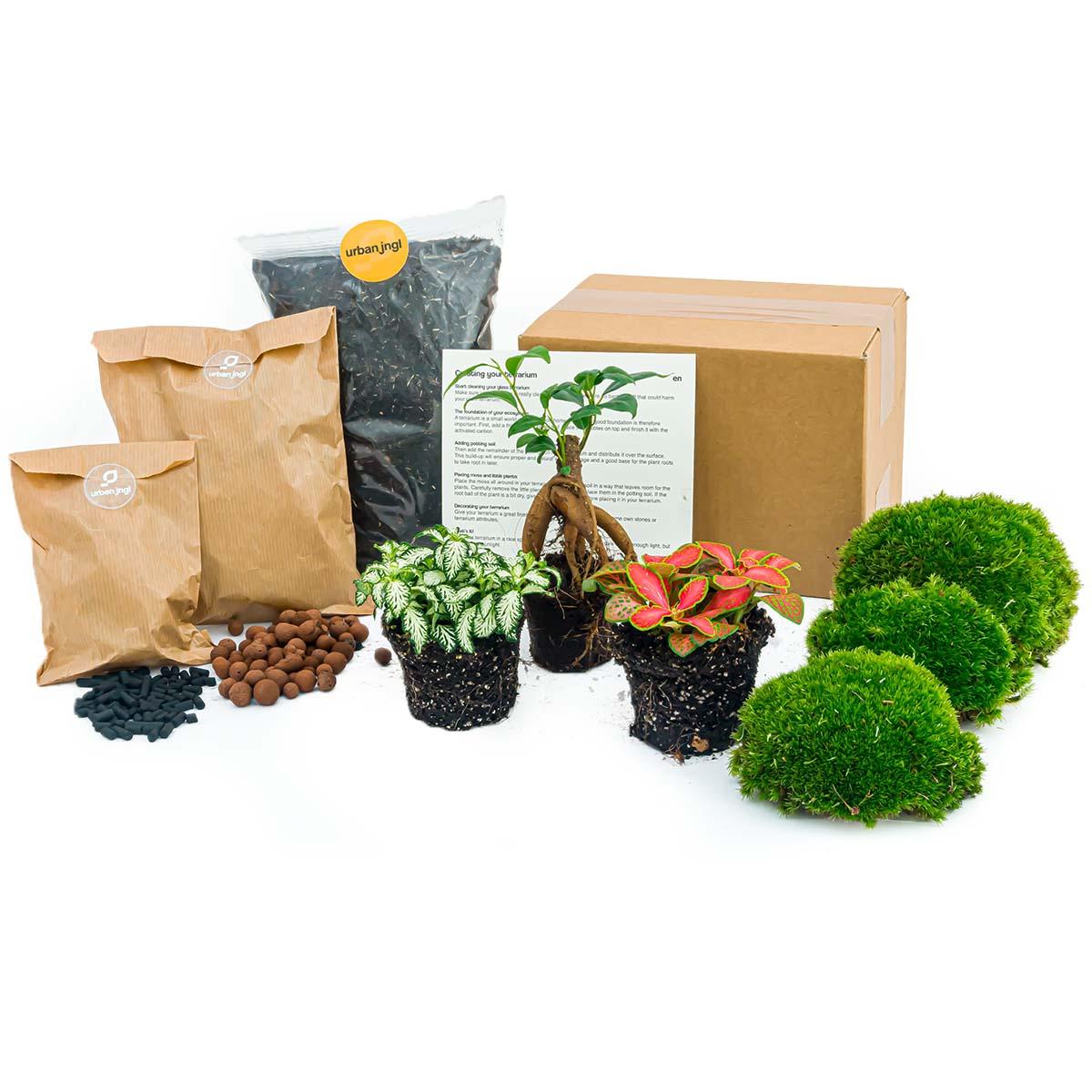 Planten terrarium pakket - Ficus Giseng bonsai - Navullig & Startpakket- DIY