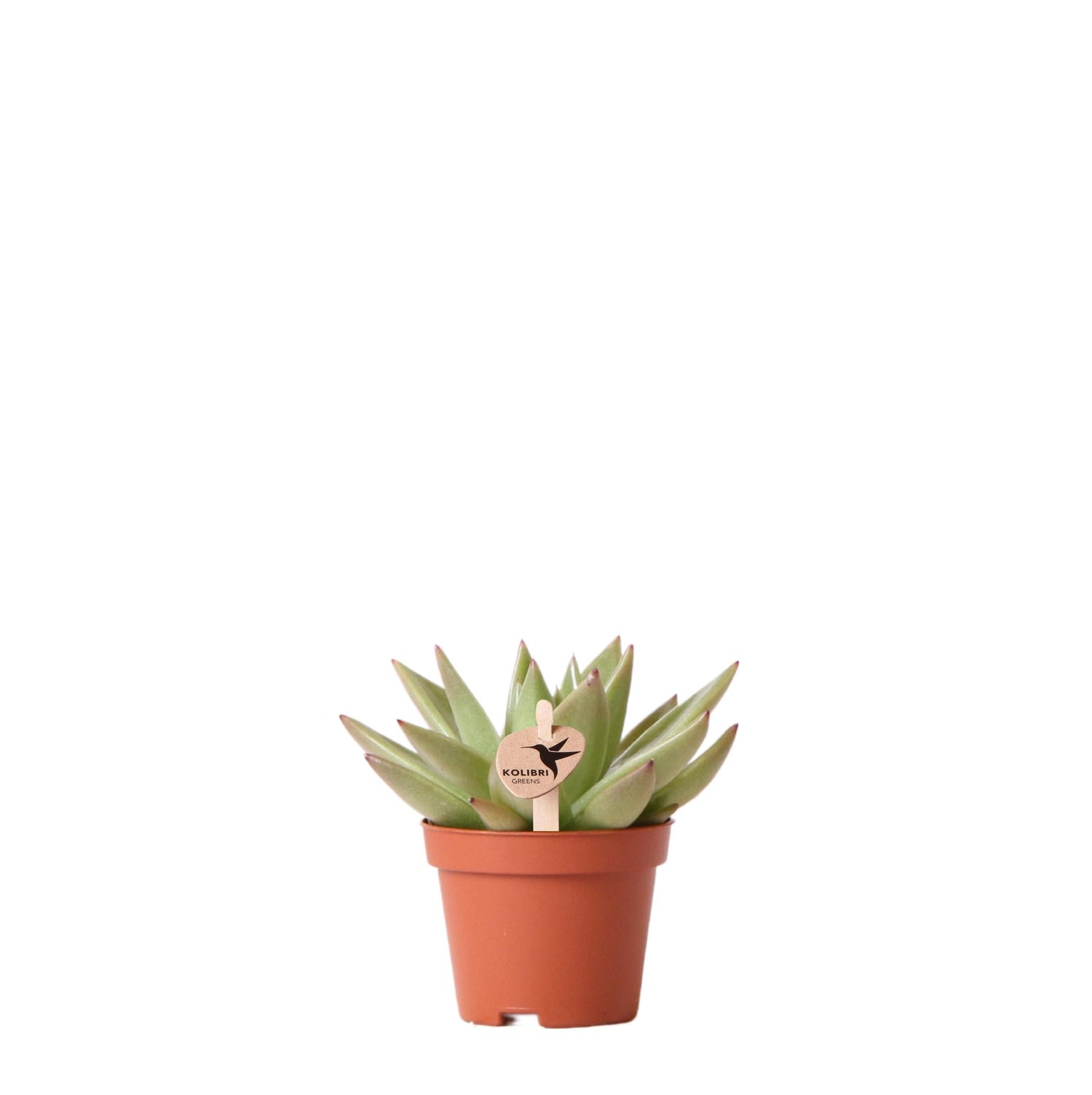 Kolibri Greens – Groene plant - Succulent Echeveria Miranda - krukstorlek Ø6cm - gröne kamerplant - vers van de kweker