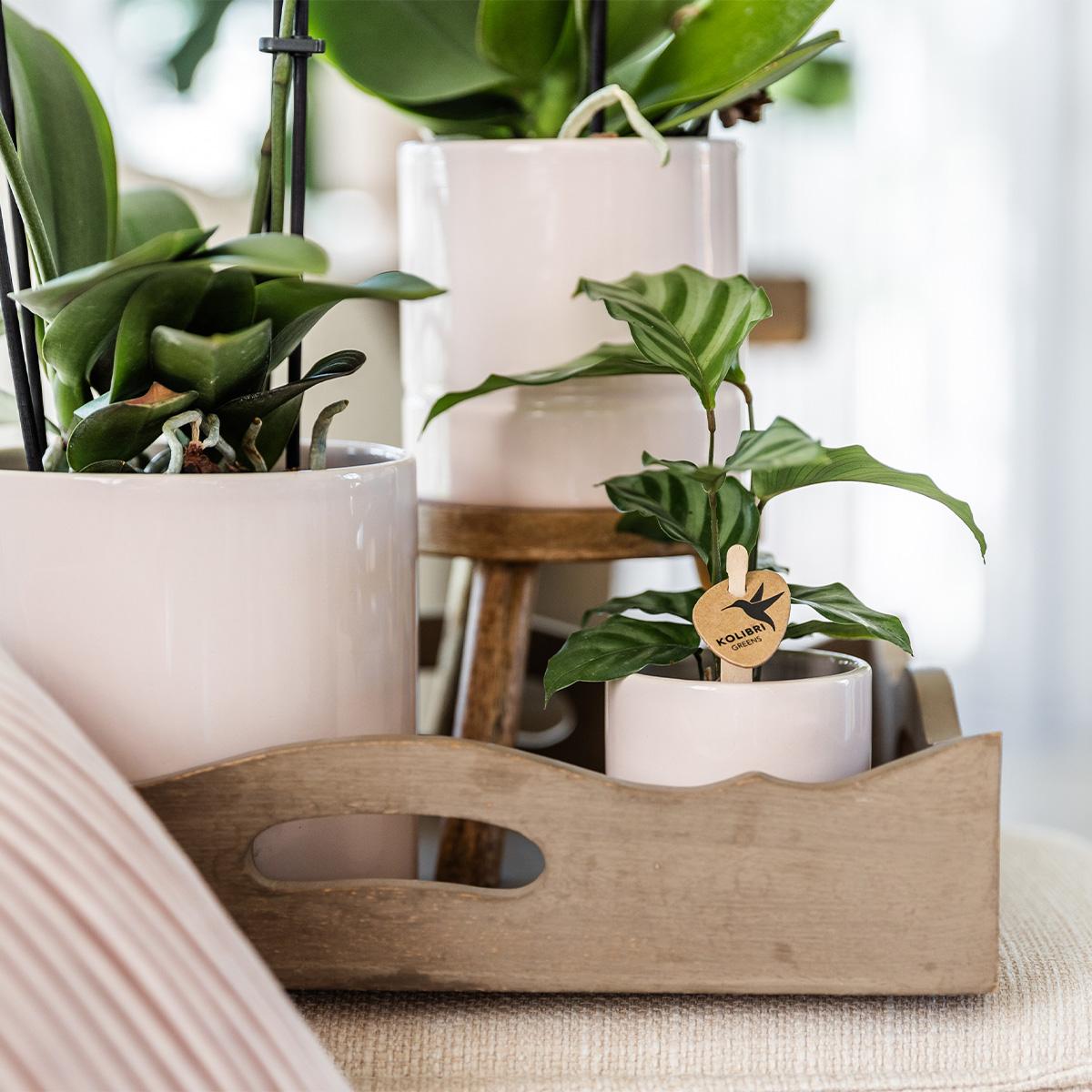 Kolibri Home – Pastel pot pik - Ø9cm