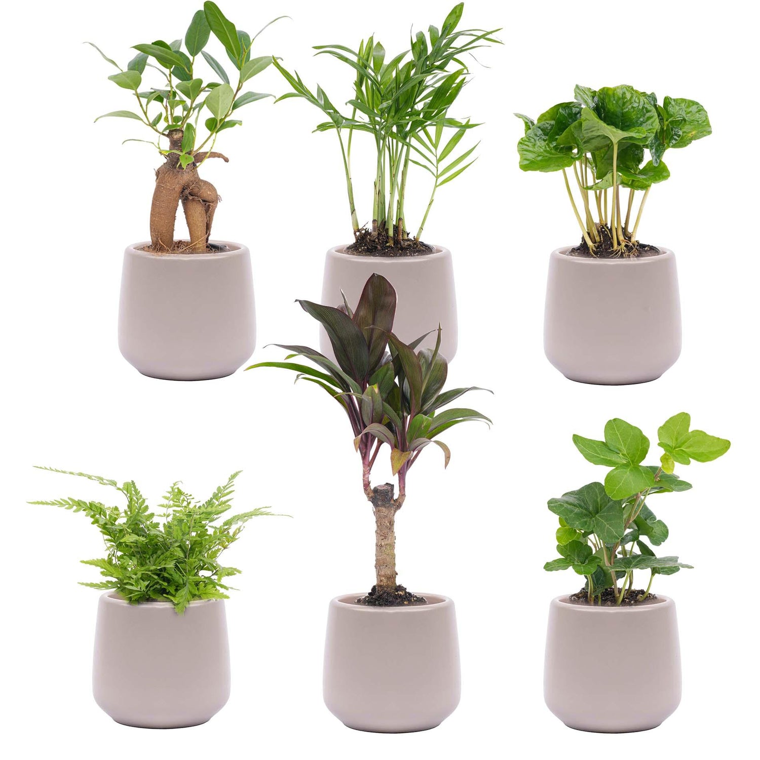 Mii planten set 6 - Inclusief 6x pot Joey grijs mat