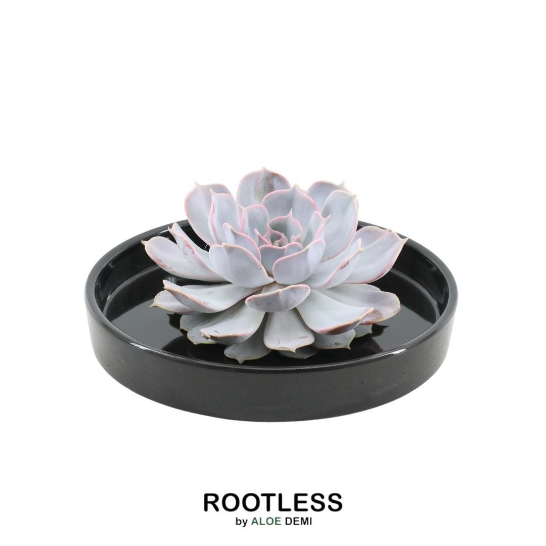 ROOTLESS Succulent Echeveria Lilacia i schaal 'svart' Ø20 cm - ↕5 cm