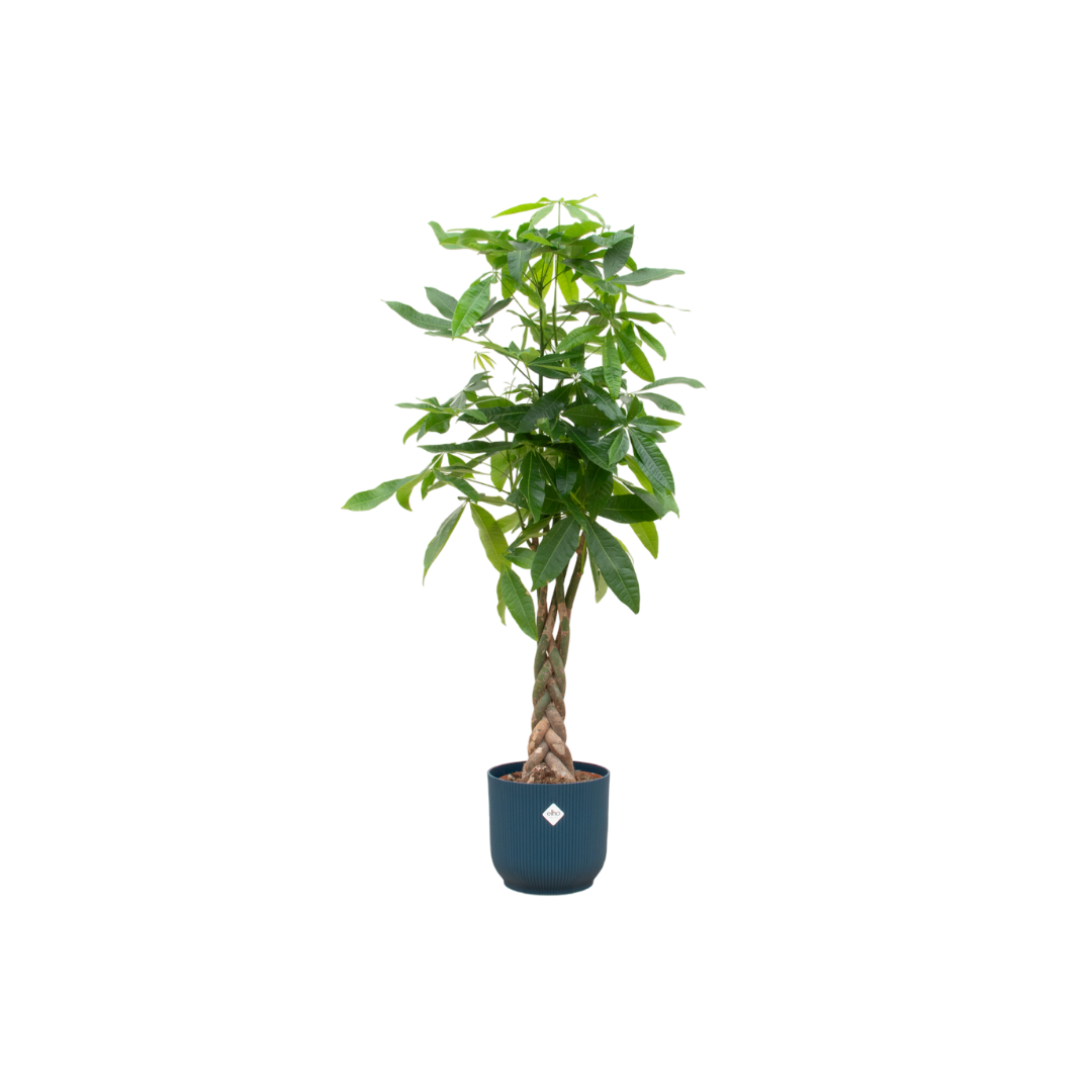 Combi deal - Pachira Aquatica iclusief elho Vibes Fold Round blauw Ø30 - 140 cm