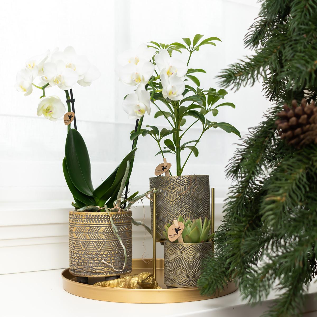 Kolibri Home – Plantenstandaard - Gouden medalen planten verhogig Ø12cm