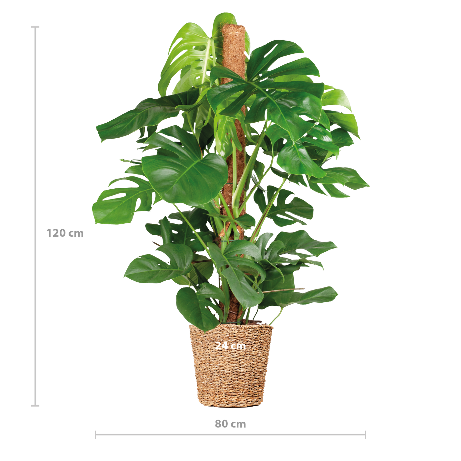 Monstera Deliciosa XL med Torun mand - 120cm - Ø24