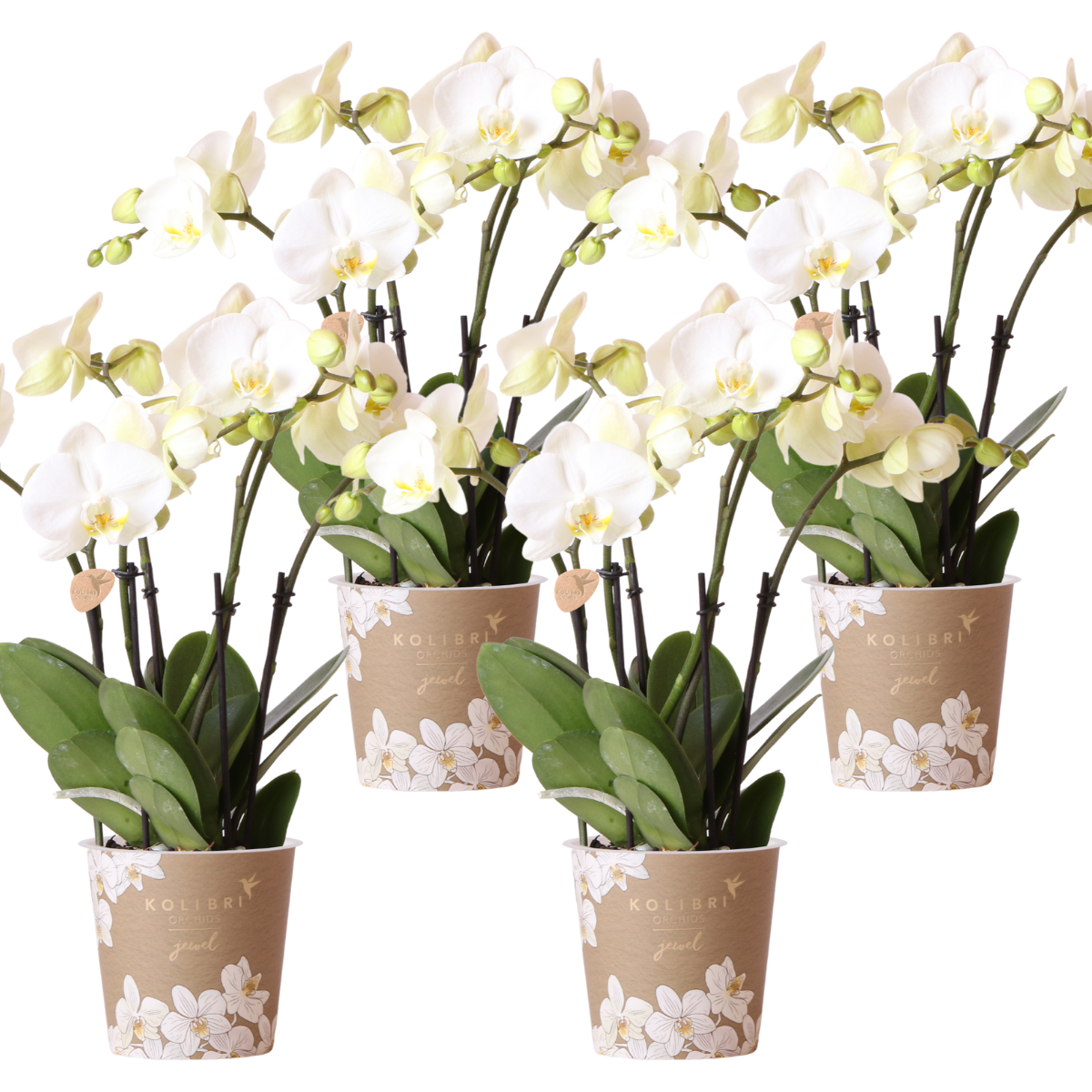 Kolibri Orchids – COMBI DEAL van 4 vitte orkidéer - Ghent - krukstorlek Ø12cm – bloeiende kamerplant - vers van de kweker