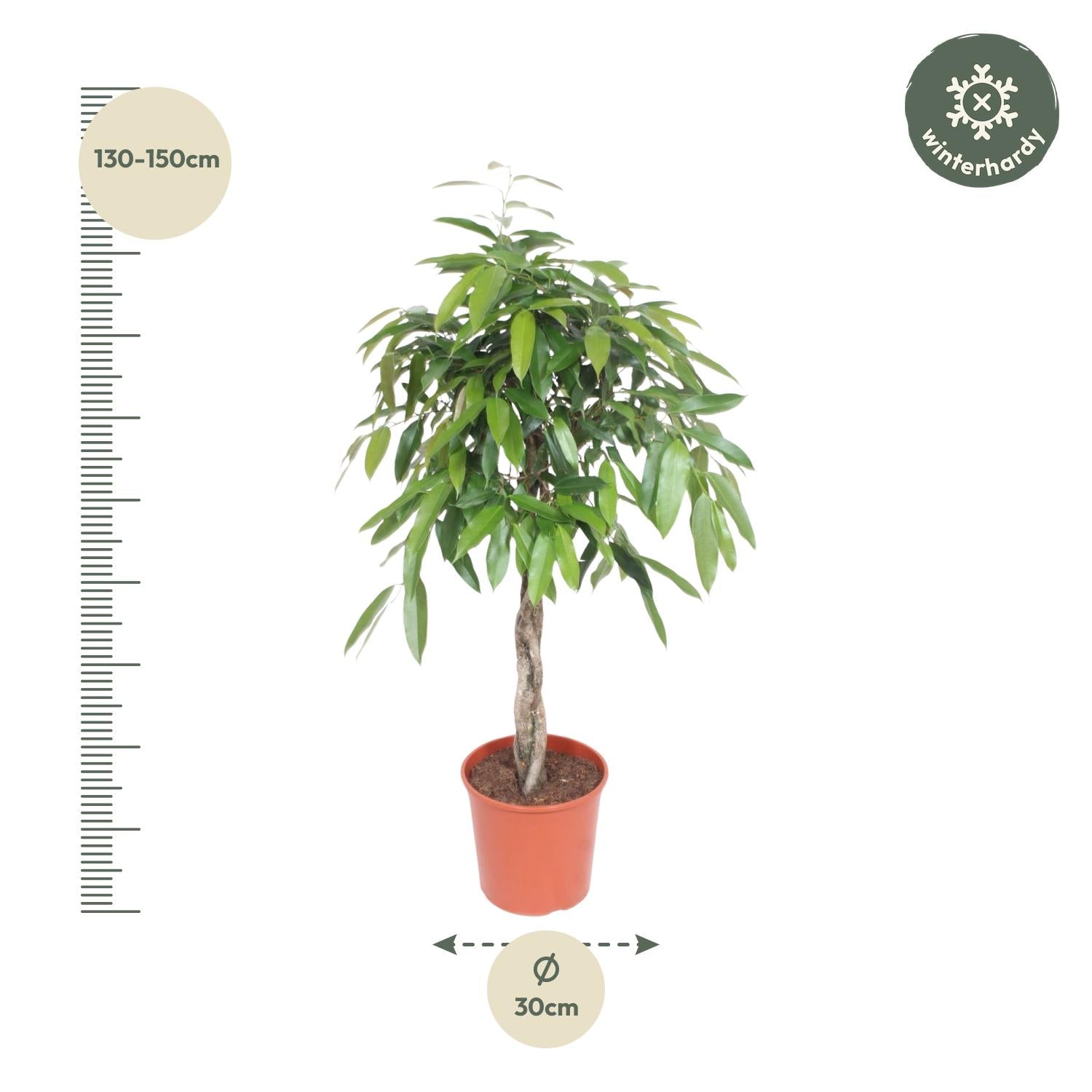 Ficus Amstel Kig gevlochten stam - 140 cm - ø30