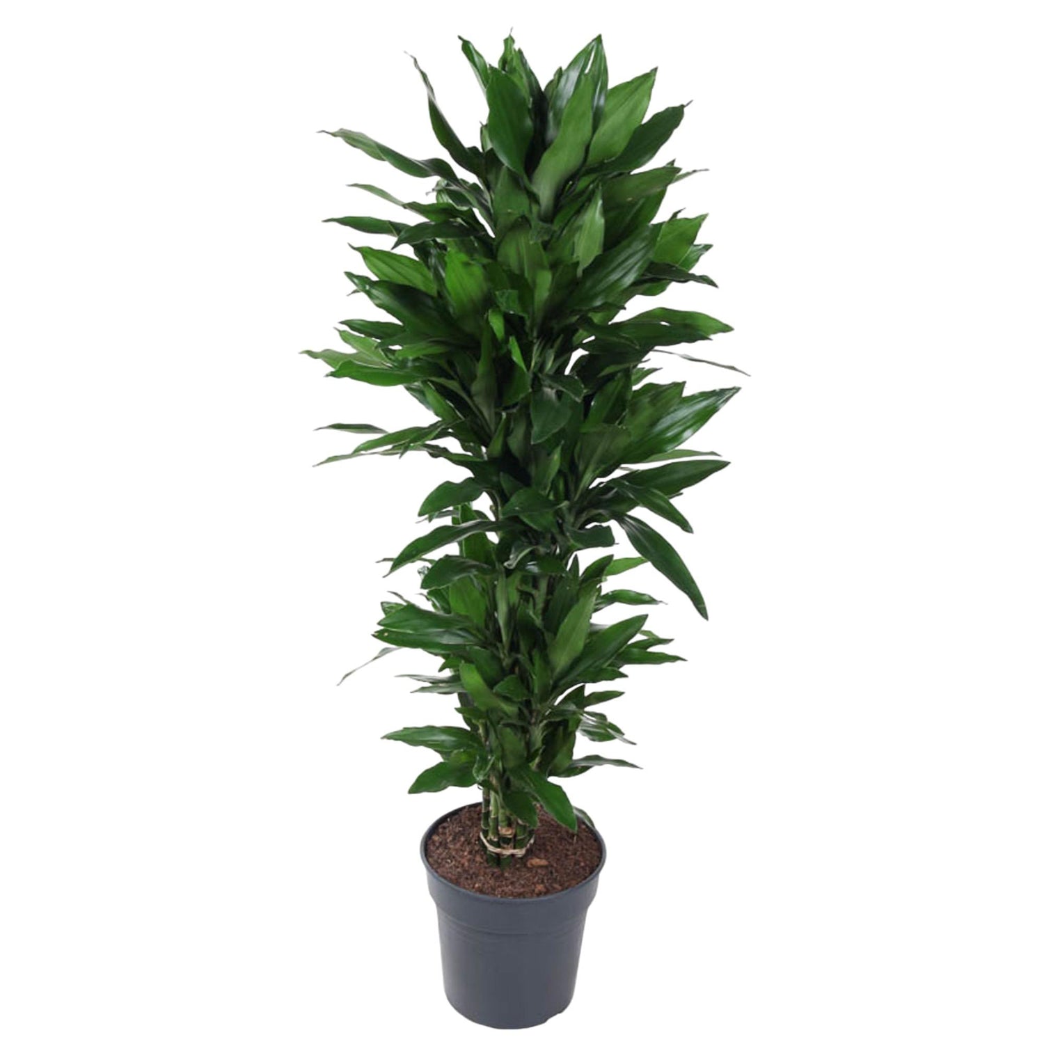 Dracaena Janet Lid vertakt - 120 cm - ø27