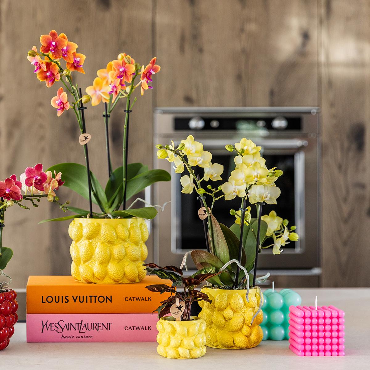 Kolibri Home – Combi deal - Citrus kruka - gele cementen prydnadskruka