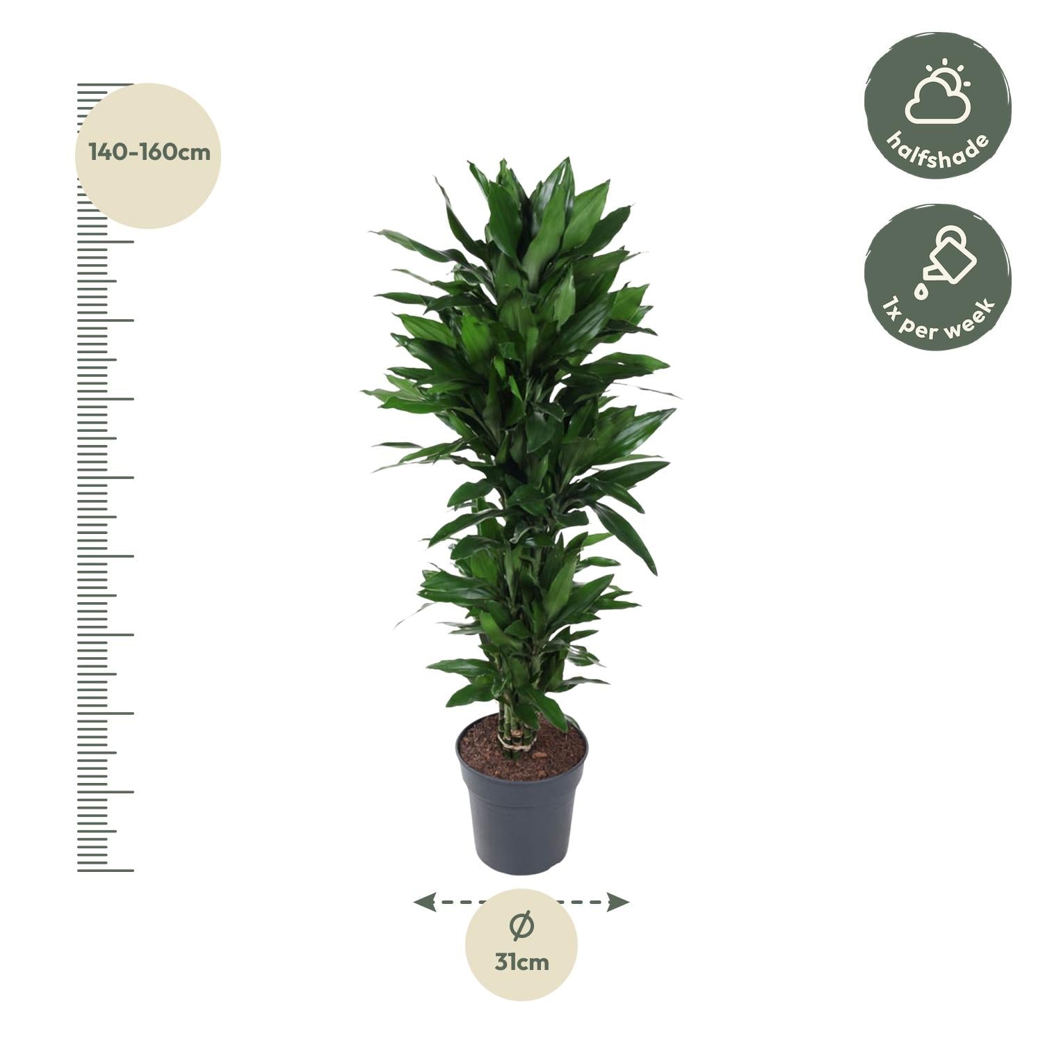Dracaena Janet Lid vertakt - 120 cm - ø27