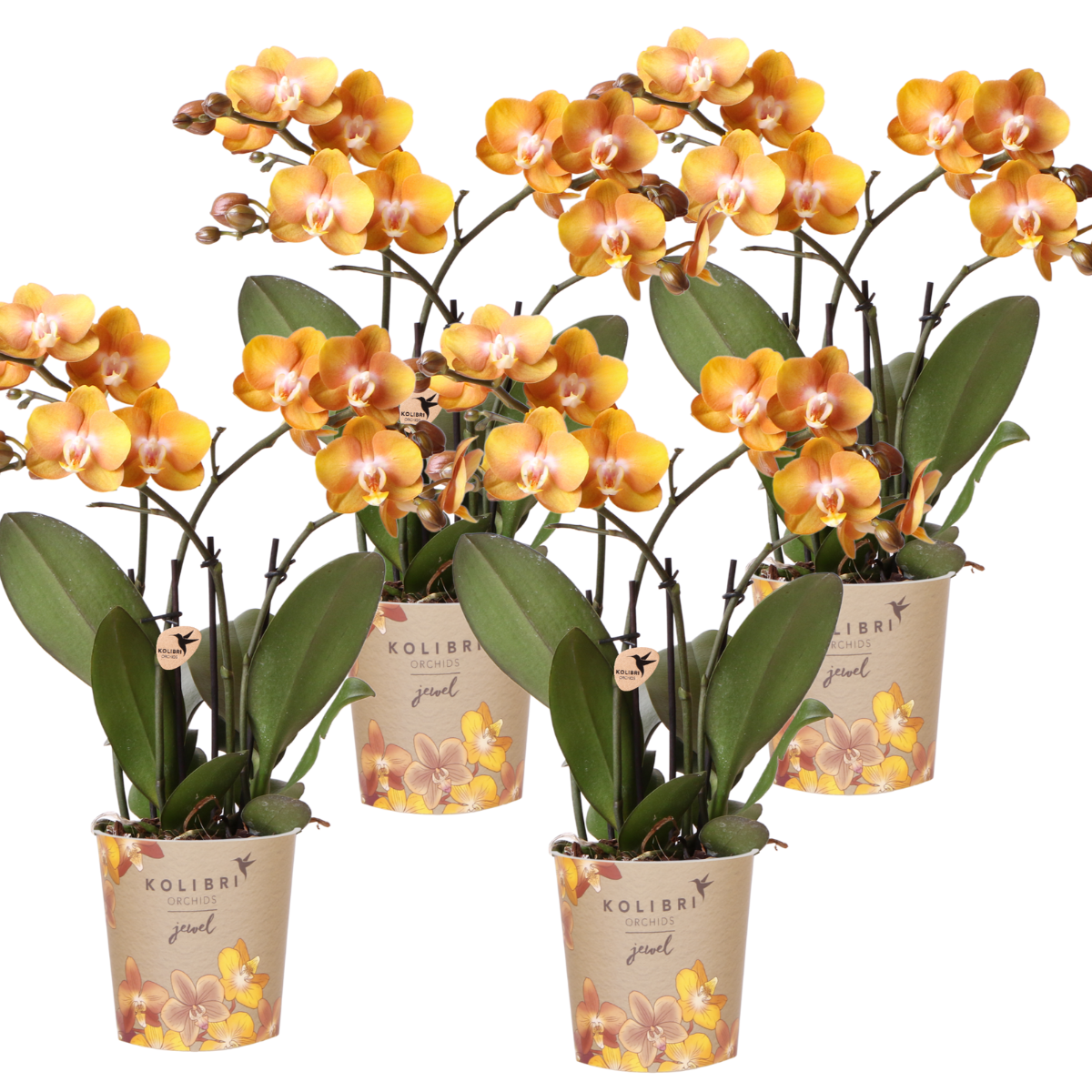Kolibri Orchids – COMBI DEAL van 4 Phalaenopsis orkidéer - Las Vegas - krukstorlek Ø12cm – bloeiende kamerplant - vers van de kweker