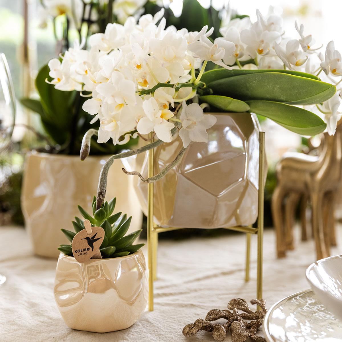 Kolibri Home – Combi deal - Pearl travertie potten