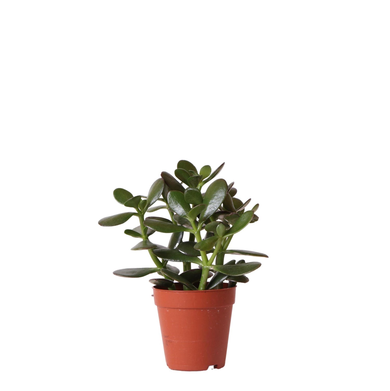 Kolibri Greens – Groene plant - Succulent Crassula Ovata - gröne kamerplant - vers van de kweker - Ø9cm