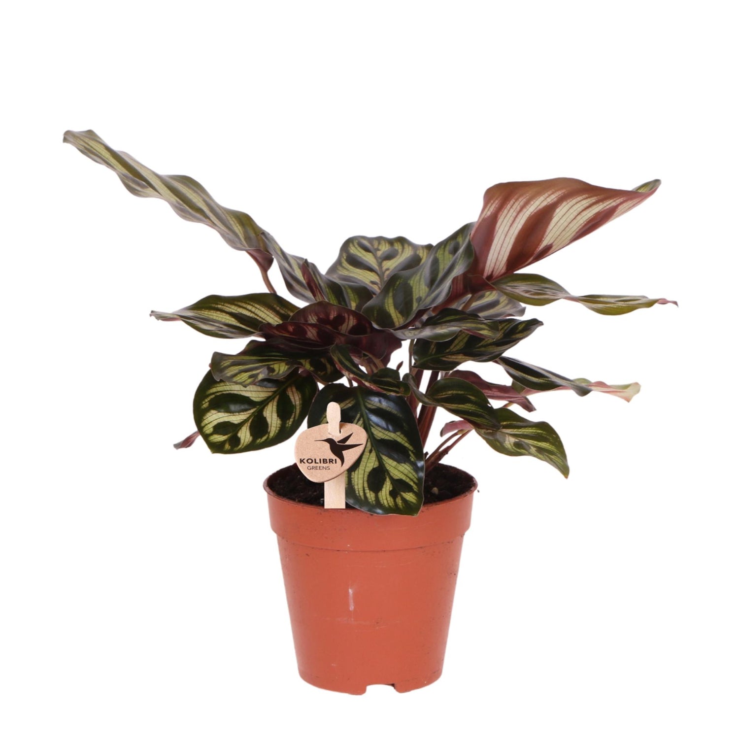 Kolibri Greens – Groene plant - Calathea Makoyana - gröne kamerplant - vers van de kweker - Ø9cm
