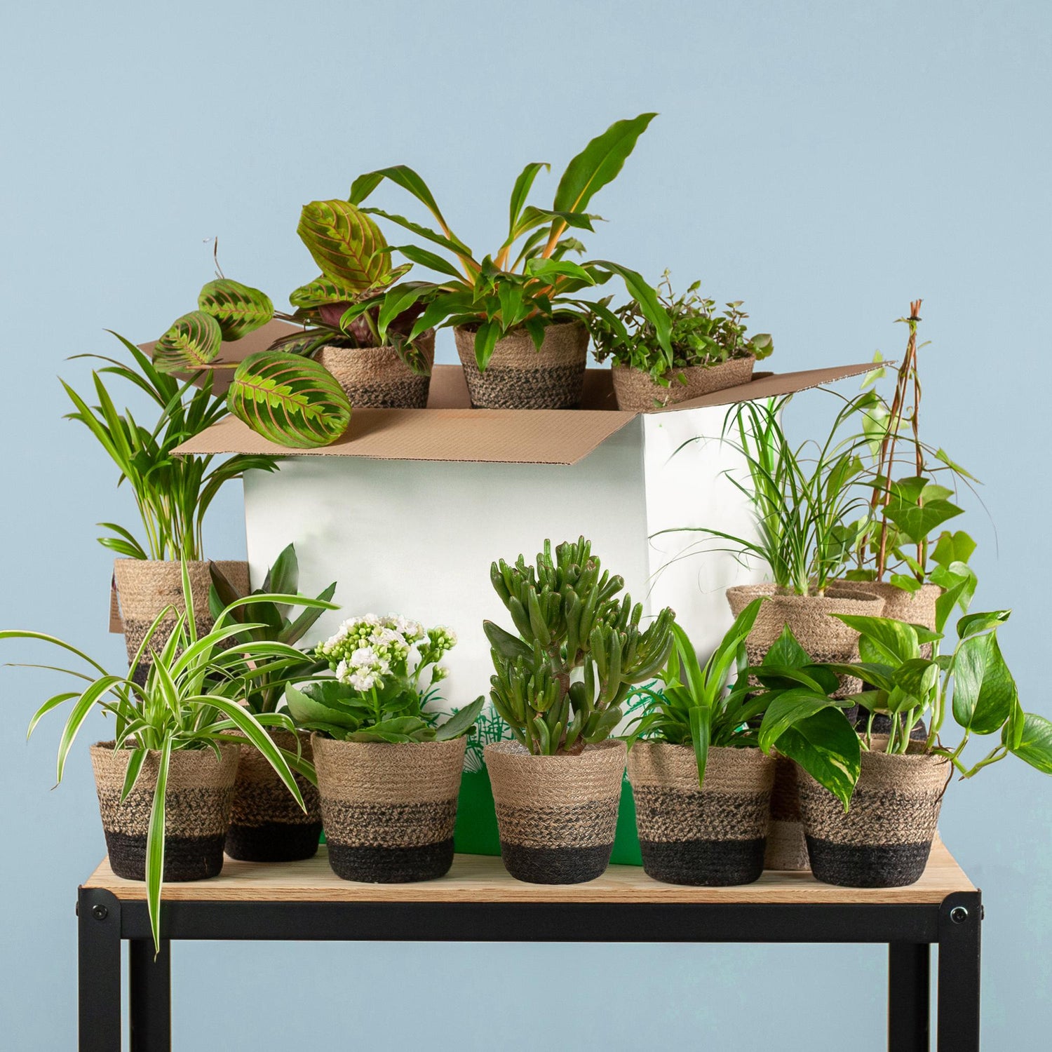 Groene Kneusjesbox (12 stuks) - ikl. 12 x pot Lissabon svart