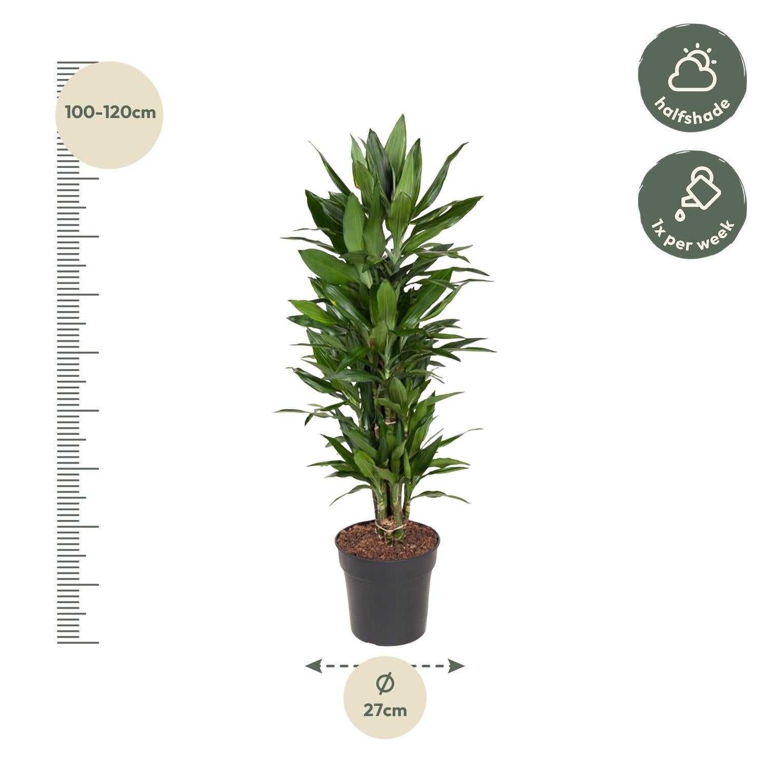 Dracaena Janet Lid vertakt - 110 cm - ø27