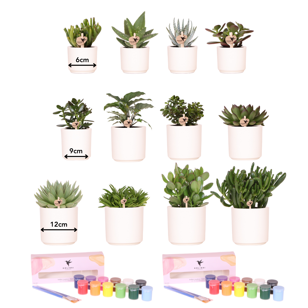 Kolibri Creatives – Verfpakket voor het schilderen van 12 krukaten + succulenten – voor miimaal 4 personen – Ware kunstenaar