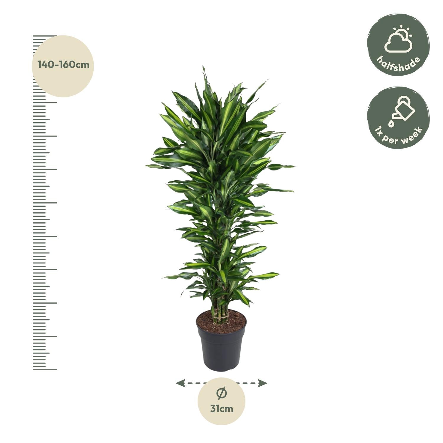 Dracaena Citho vertakt - 150 cm - ø31
