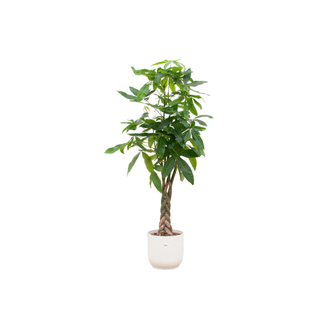 Combi deal - Pachira Aquatica iclusief elho Vibes Fold Round vit Ø30 - 140 cm