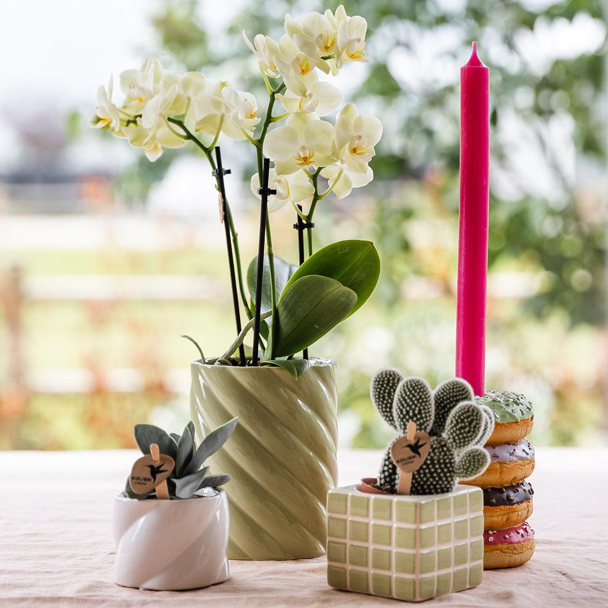 Kolibri Home – Candy prydnadskruka – Hoog - Green - Ø9cm