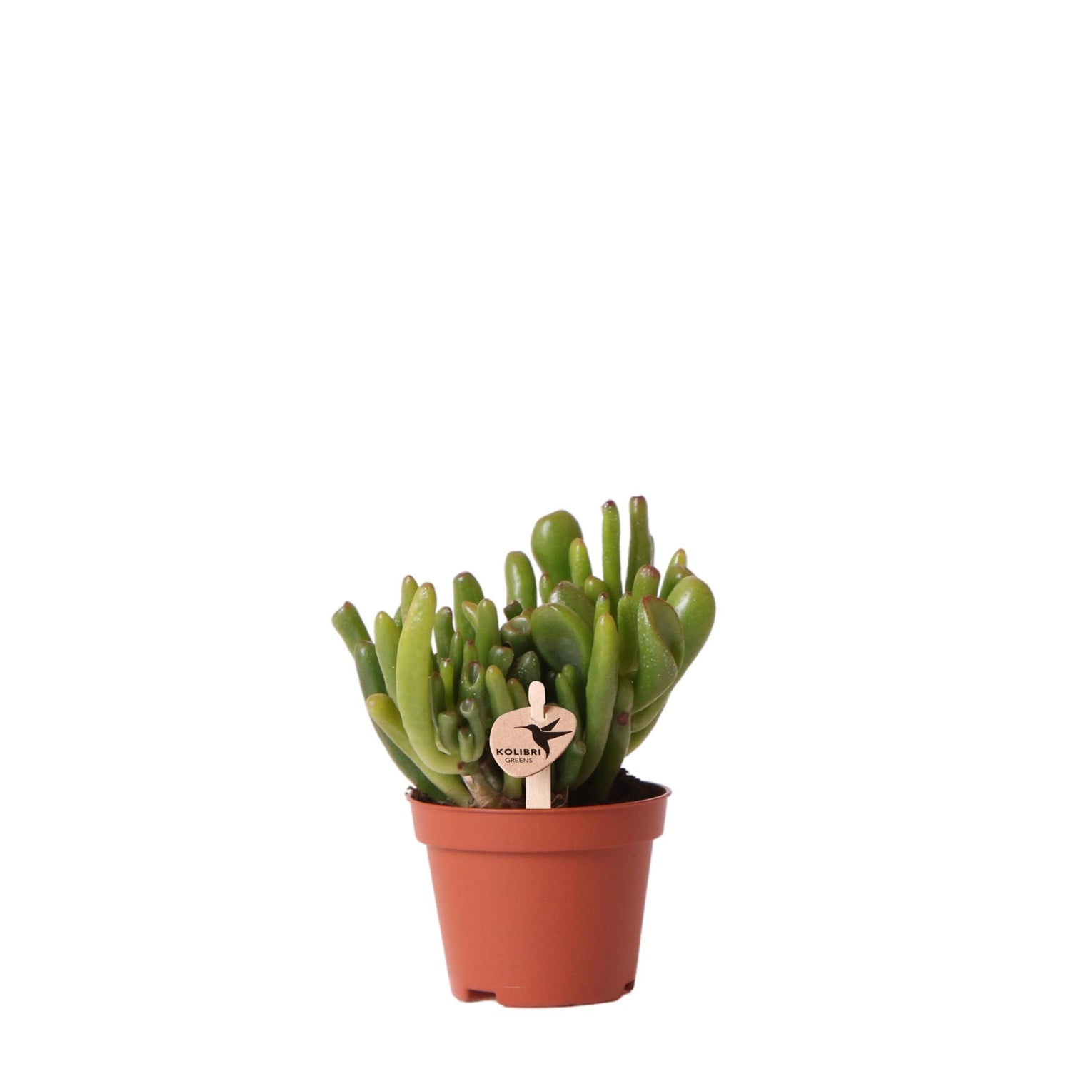 Kolibri Greens – Groene plant - Succulent Crassula Hobbit - krukstorlek Ø6cm - gröne kamerplant - vers van de kweker