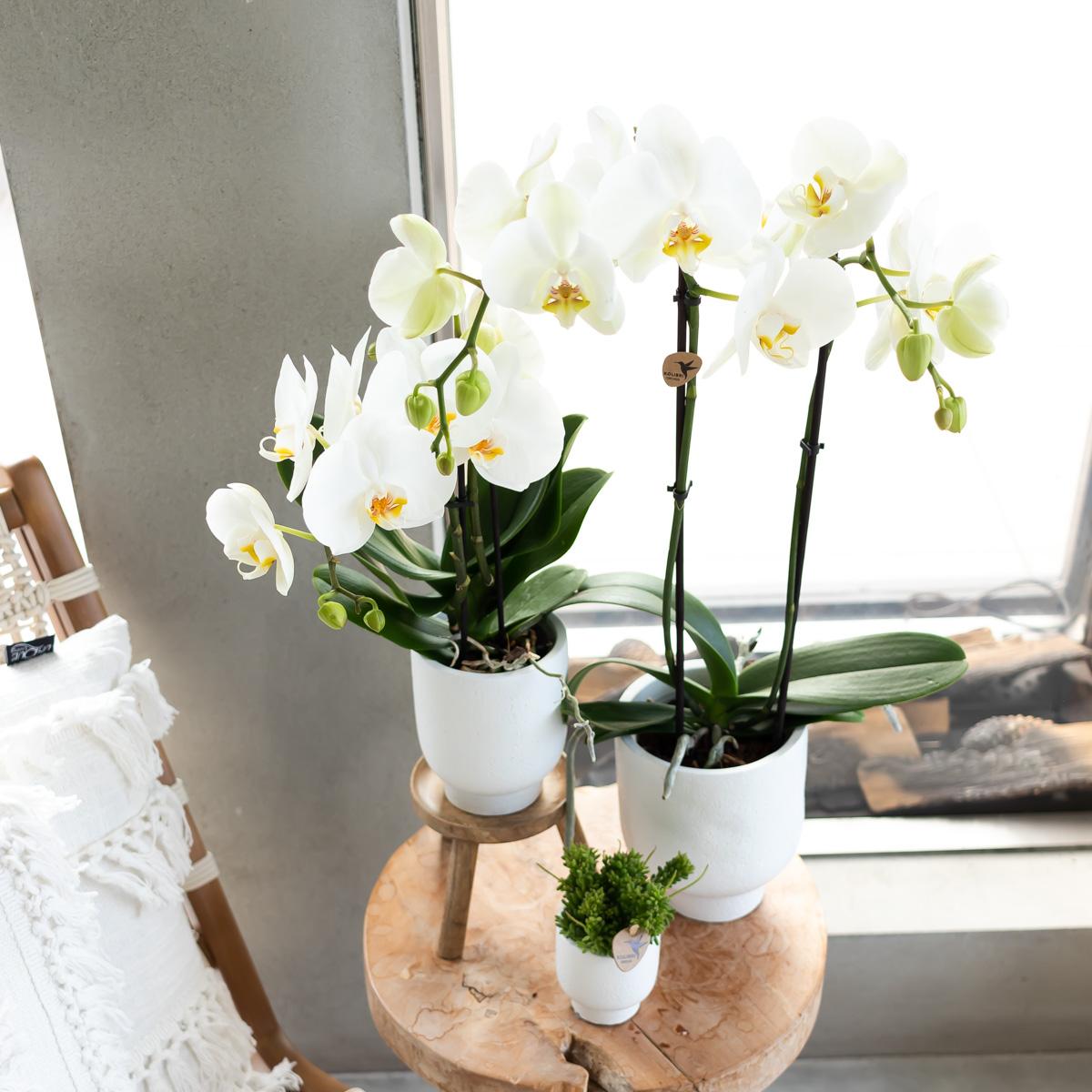 Kolibri Home – Plantenstandaard - Houten planten verhogig Ø12cm