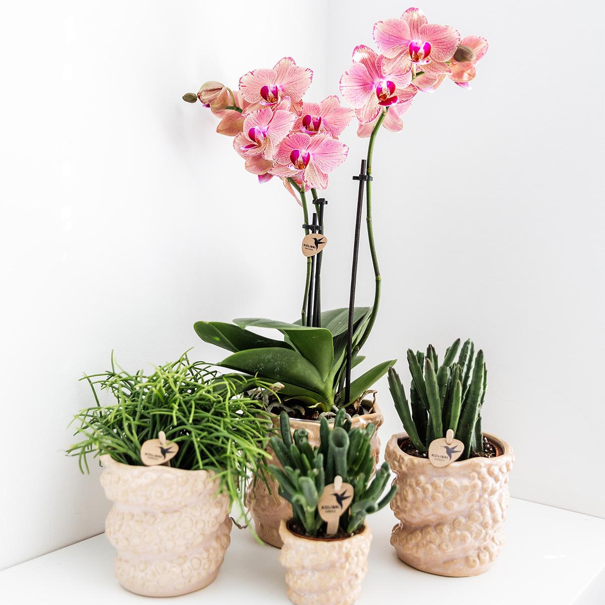 Kolibri Home – Octopus pot - Ø9cm