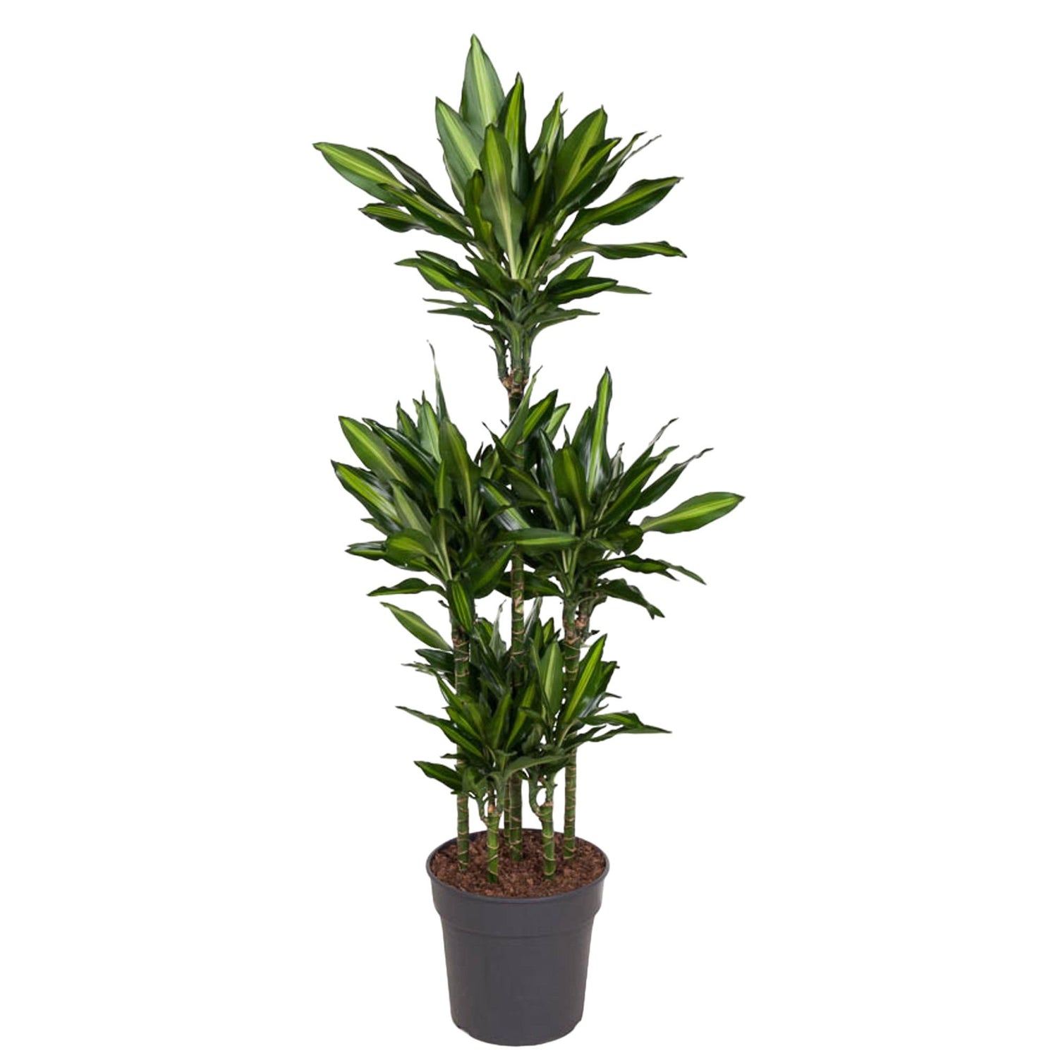Dracaena Citho Carrousel - 140 cm - ø31