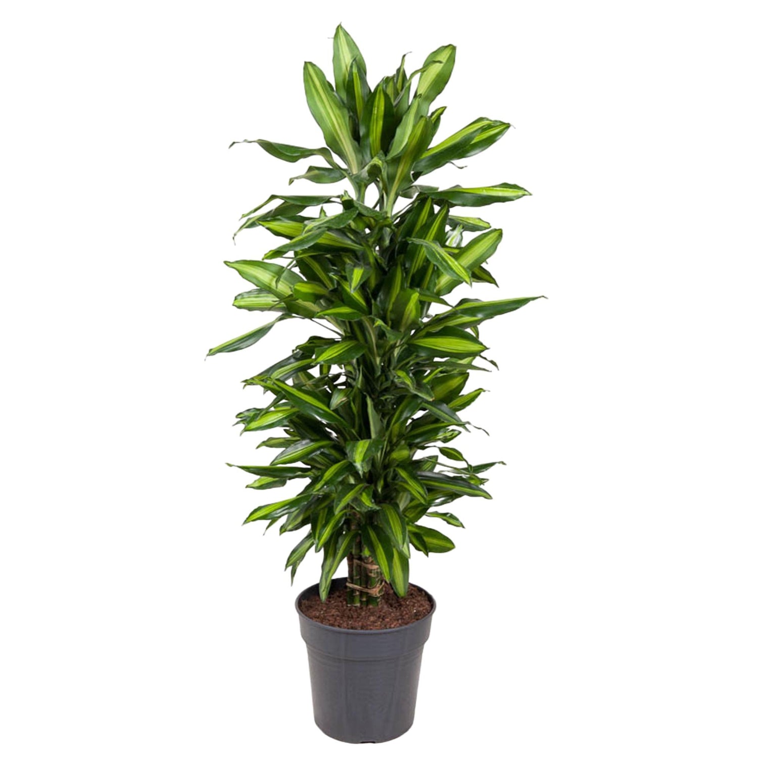 Dracaena Citho vertakt - 120 cm - ø27