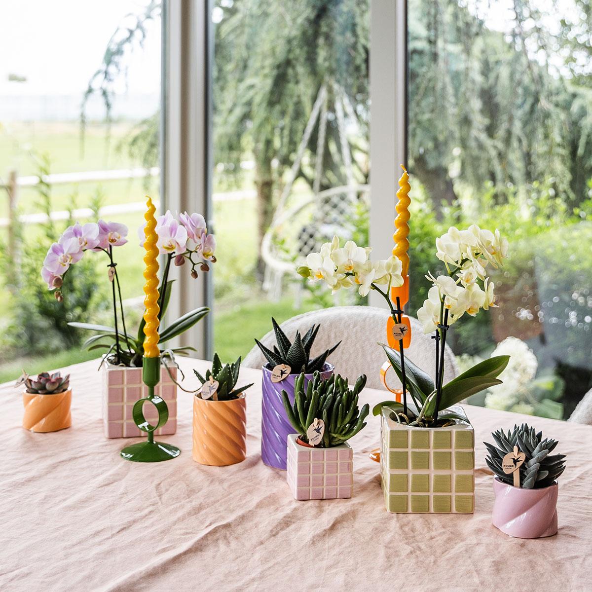 Kolibri Home – Mosa prydnadskruka - Green - Ø9cm