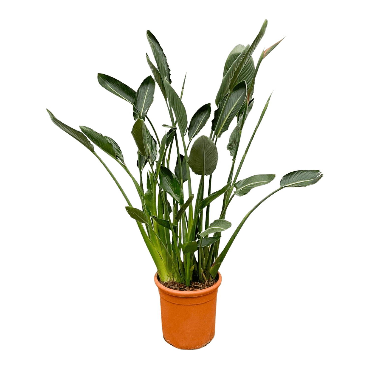 Strelitzia Regiae XL - 160cm - ⌀30