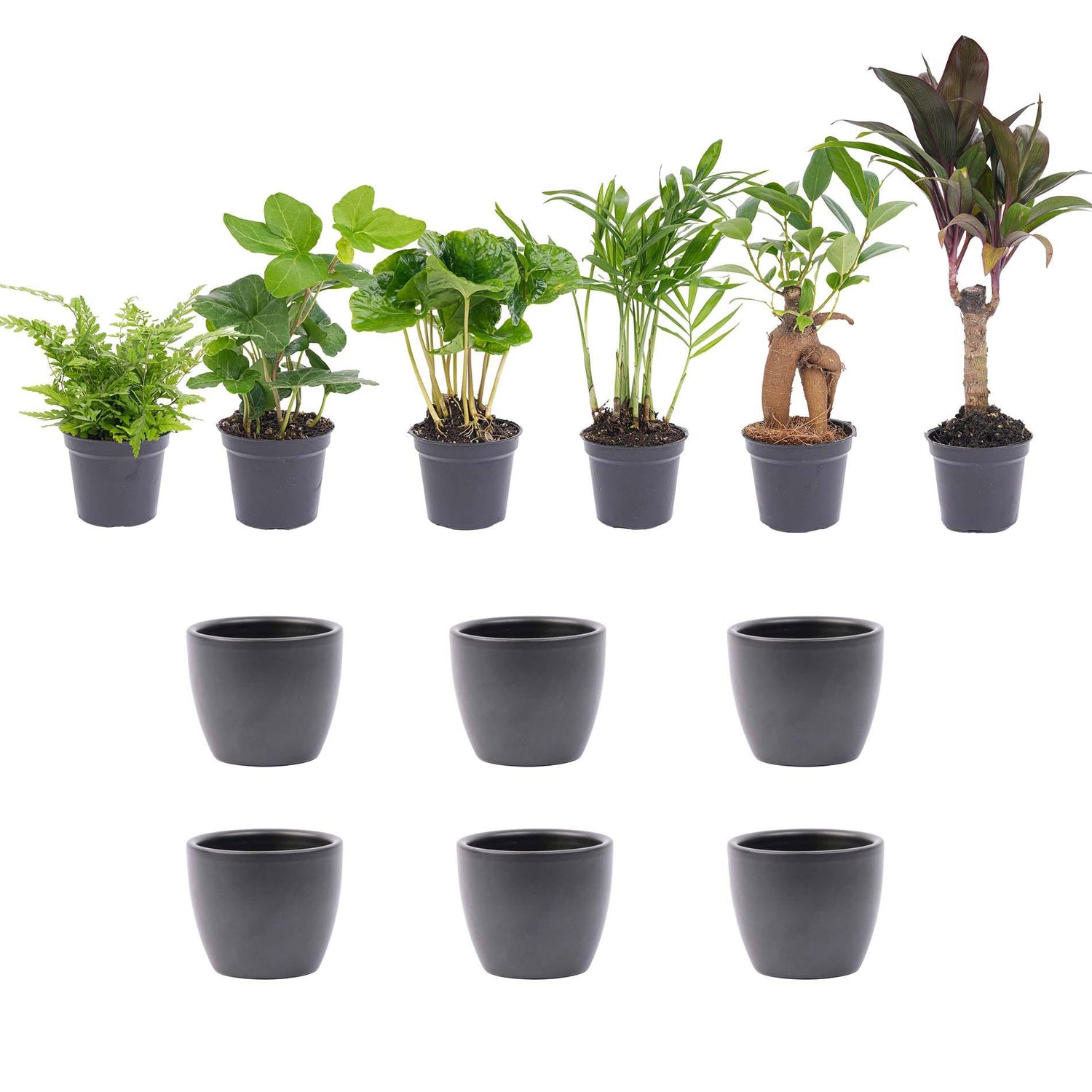 Mii planten set 6 - Inclusief 6x pot Boule Antraciet