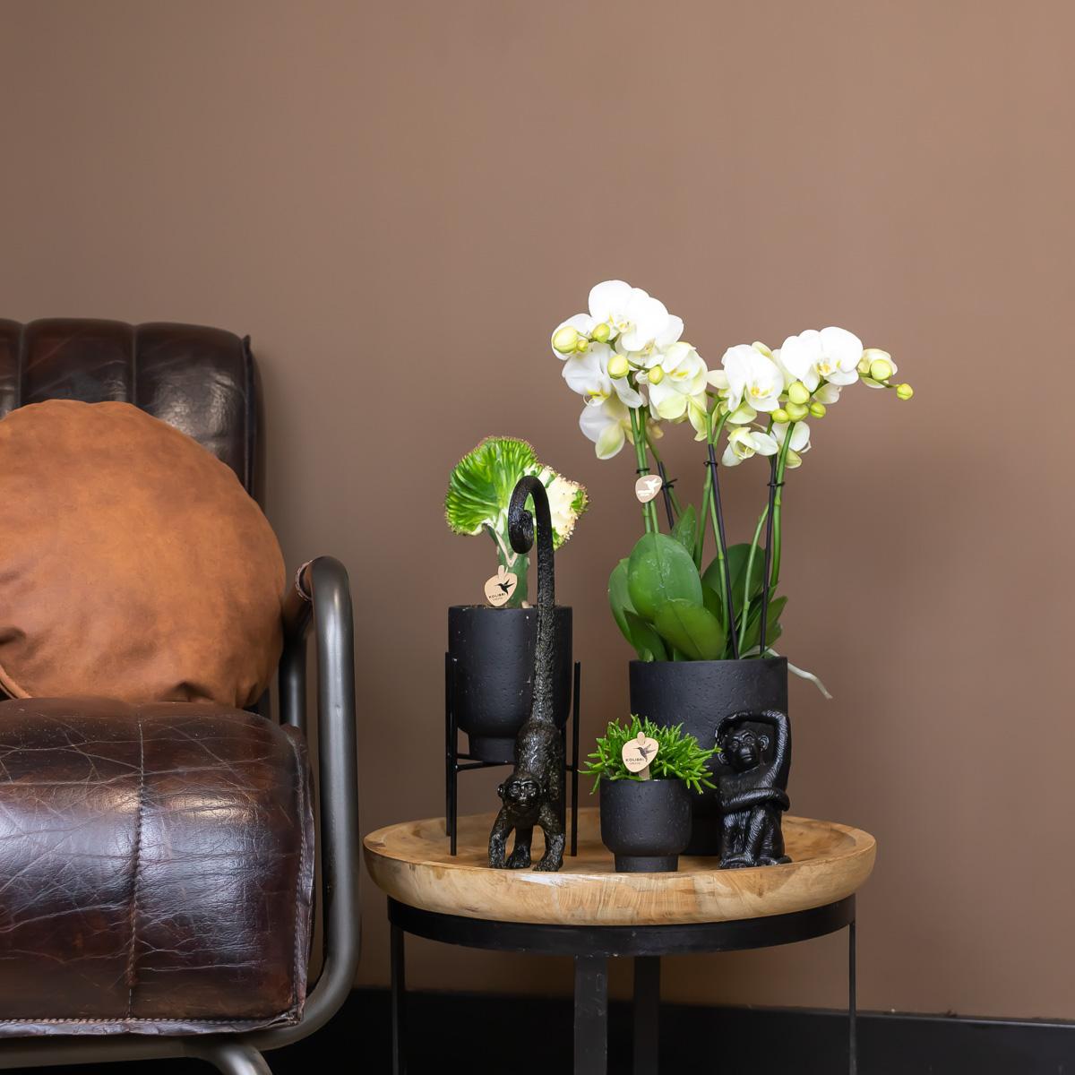 Kolibri Home – Plantenstandaard - Zwart medalen planten verhogig Ø12cm