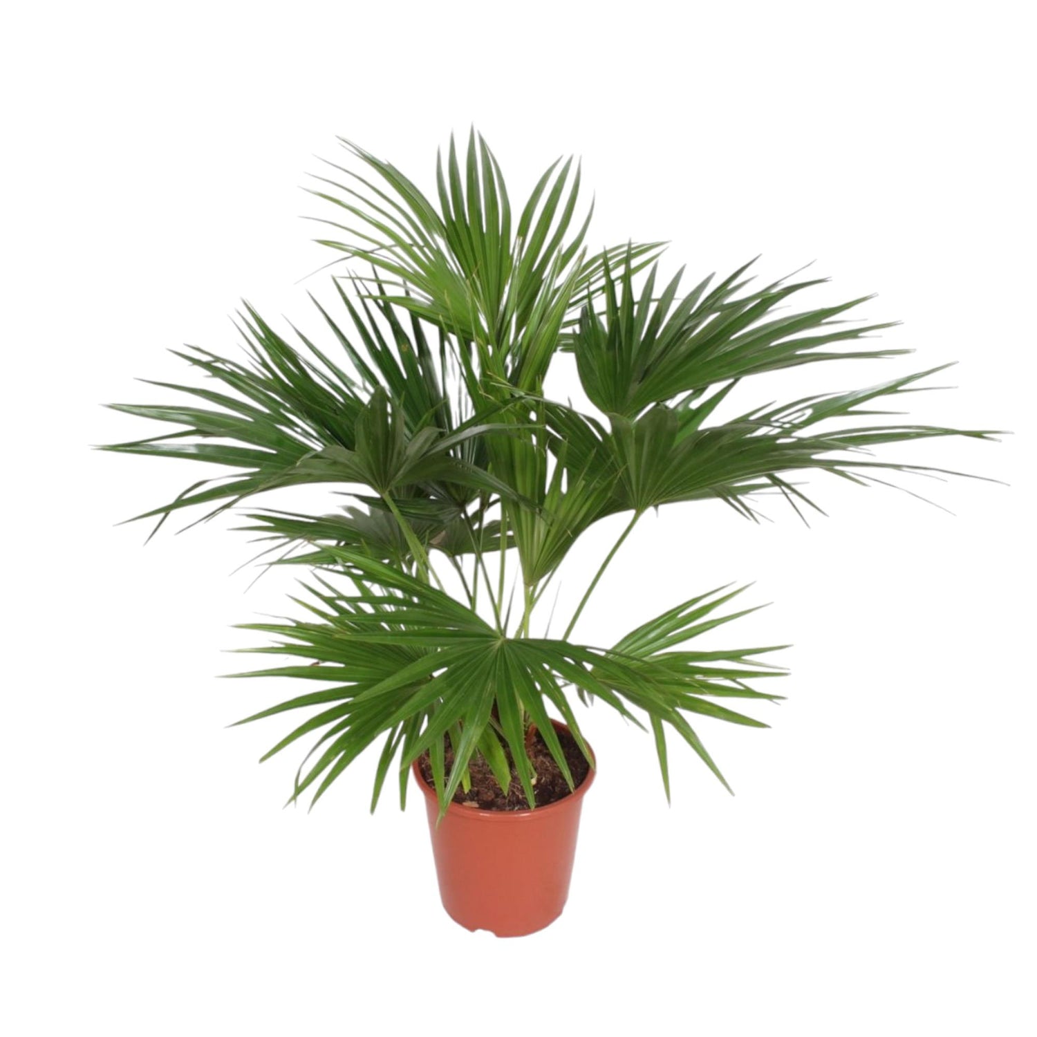 Livistona Chiensis - 170 cm - ø27