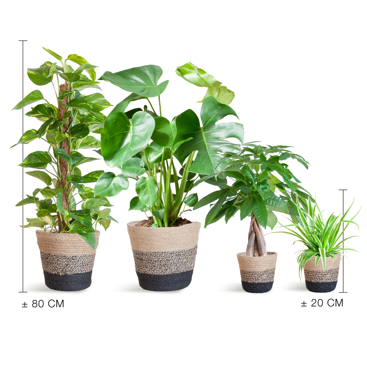 Easy care Plantenbox - medium - med Mand Lissabon svart