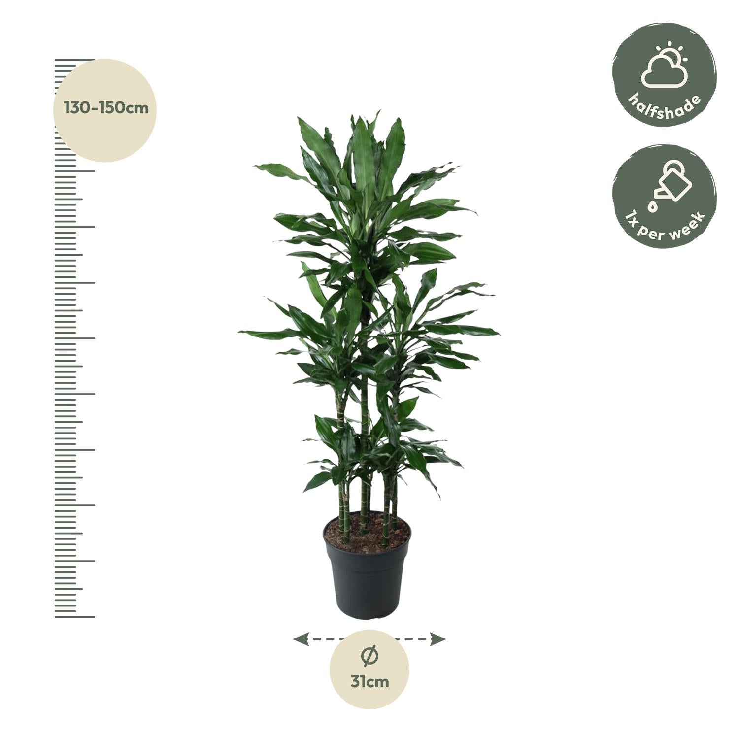 Dracaena Janet Lid Carrousel - 140 cm - ø31