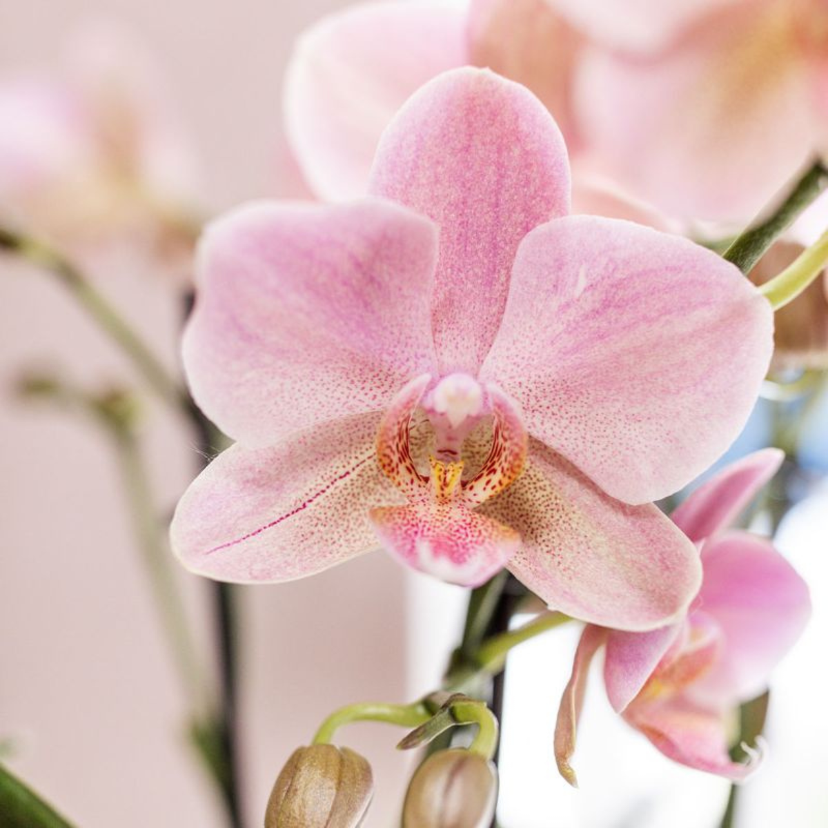 Kolibri Orchids – COMBI DEAL van 4 Phalaenopsis orkidéer - Treviso - krukstorlek Ø12cm – bloeiende kamerplant - vers van de kweker