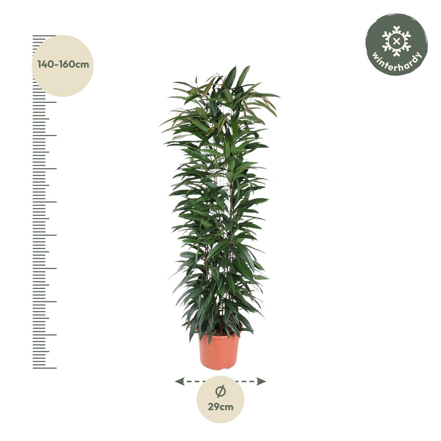Ficus Alii Kig zuil - 150 cm - ø29