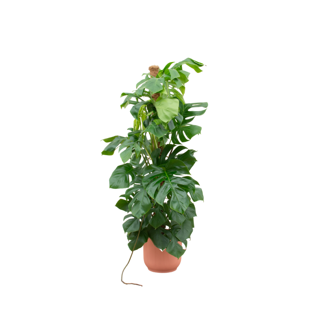 Combi deal - Monstera Pertusum XL iclusief elho Vibes Fold Round roze Ø30 - 150 cm