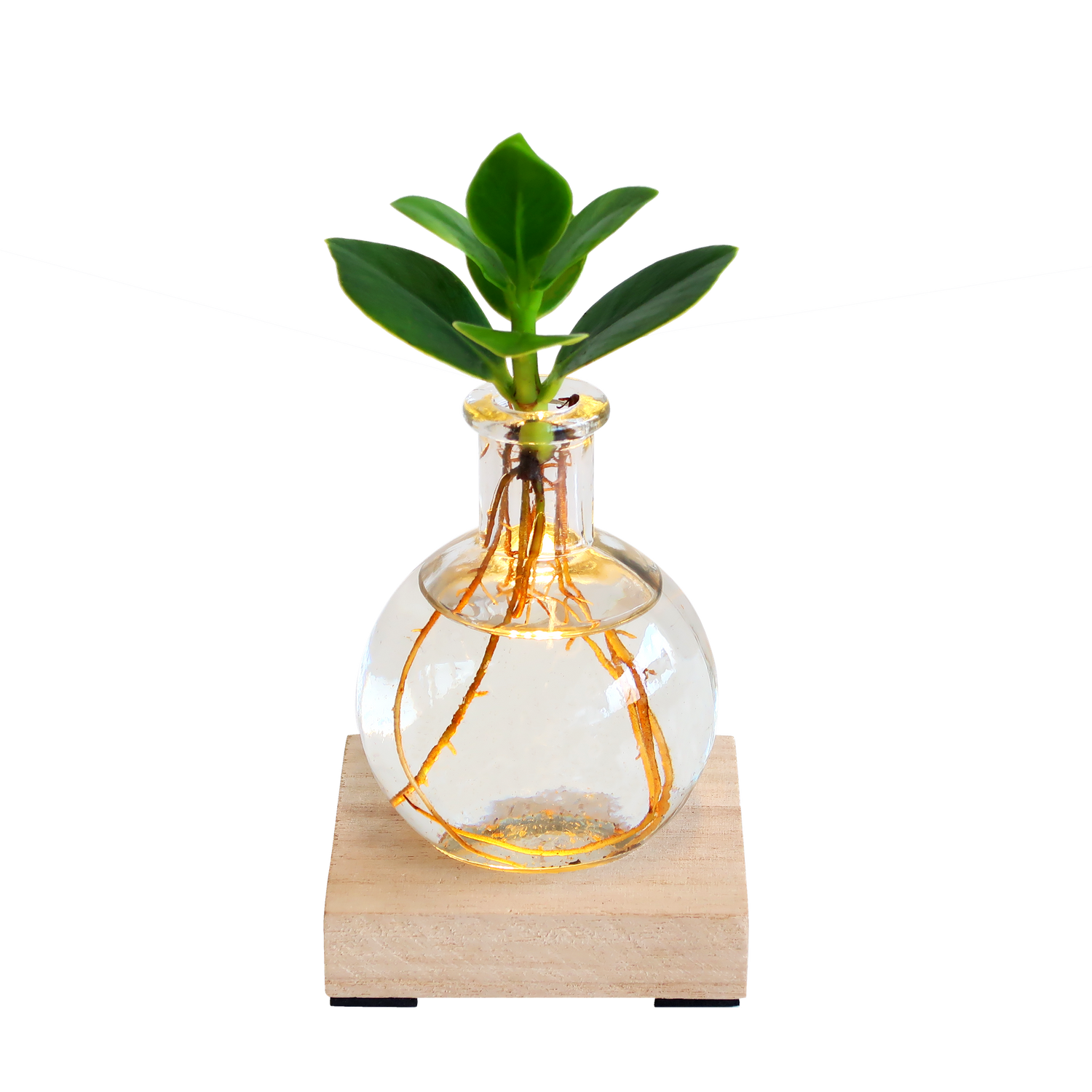 Glowplant - Clusia i vaasje med lampje