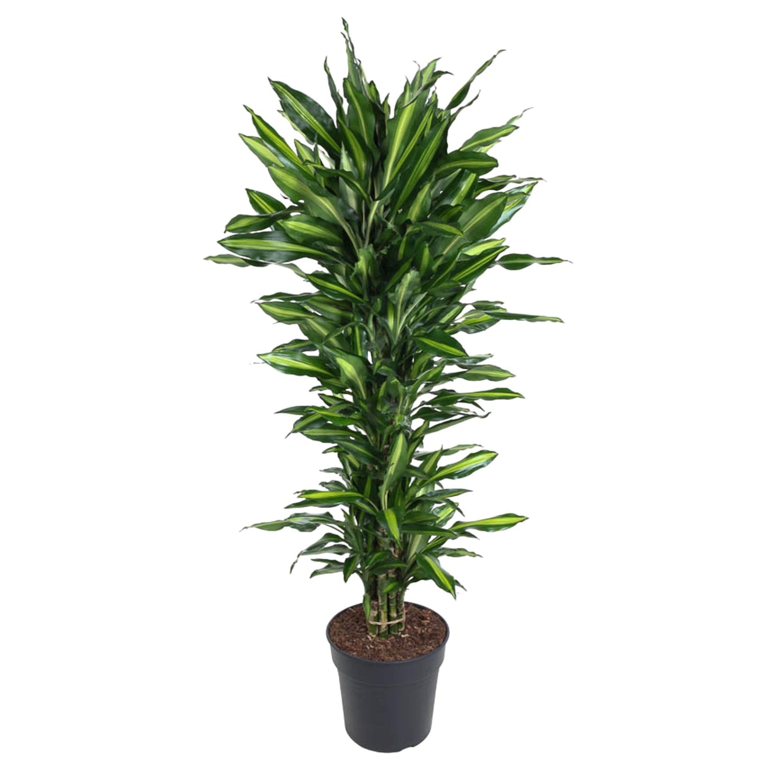 Dracaena Citho vertakt - 150 cm - ø31