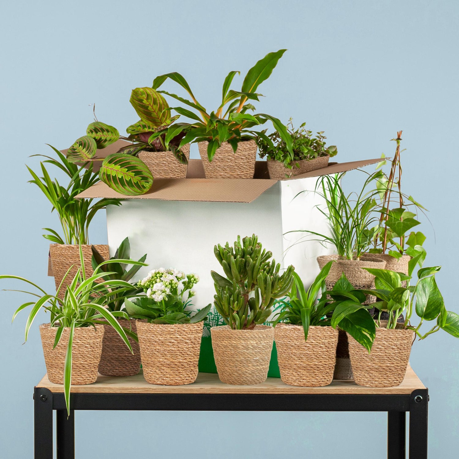 Groene Kneusjesbox (12 stuks) - ikl. 12 x mand Sofia