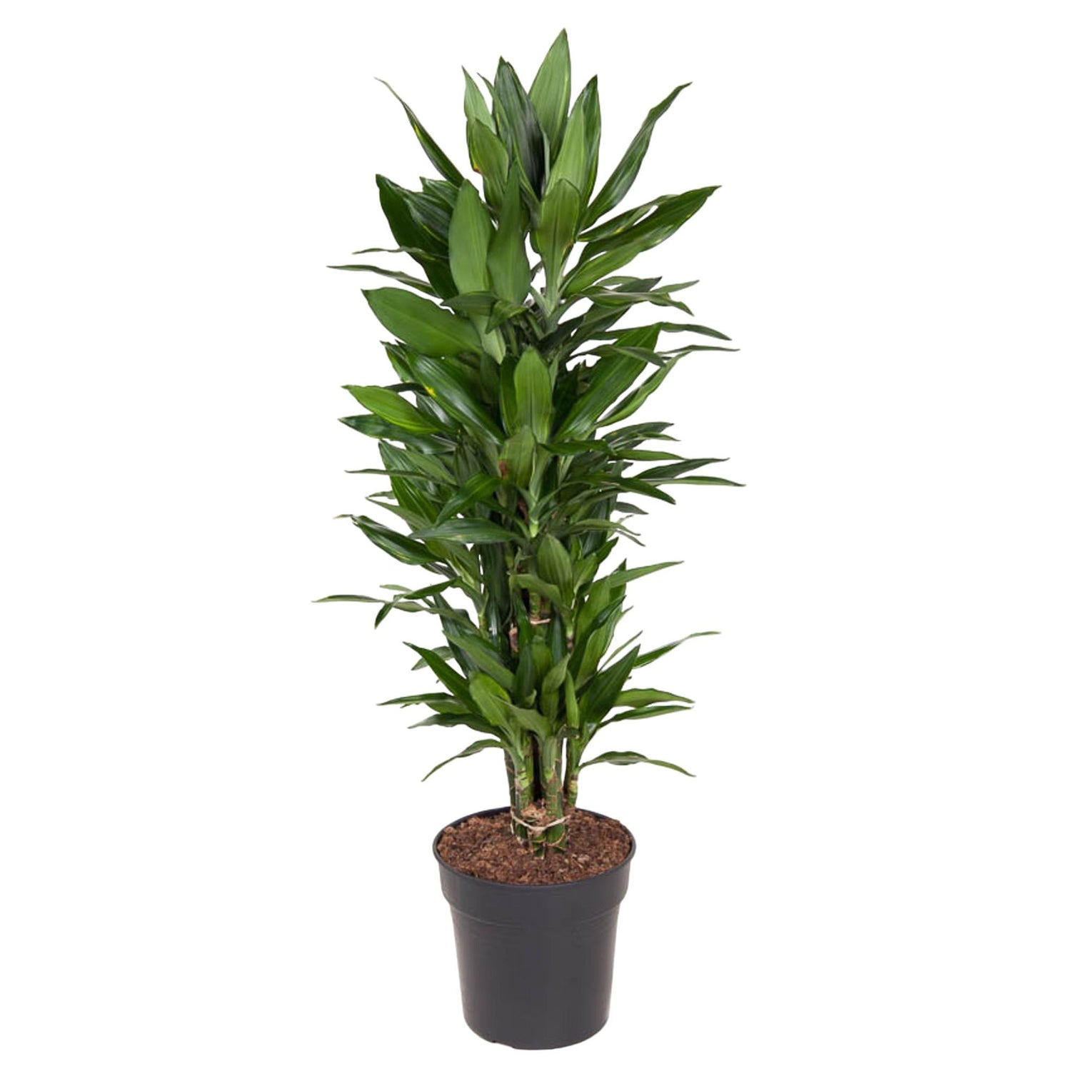 Dracaena Janet Lid vertakt - 110 cm - ø27